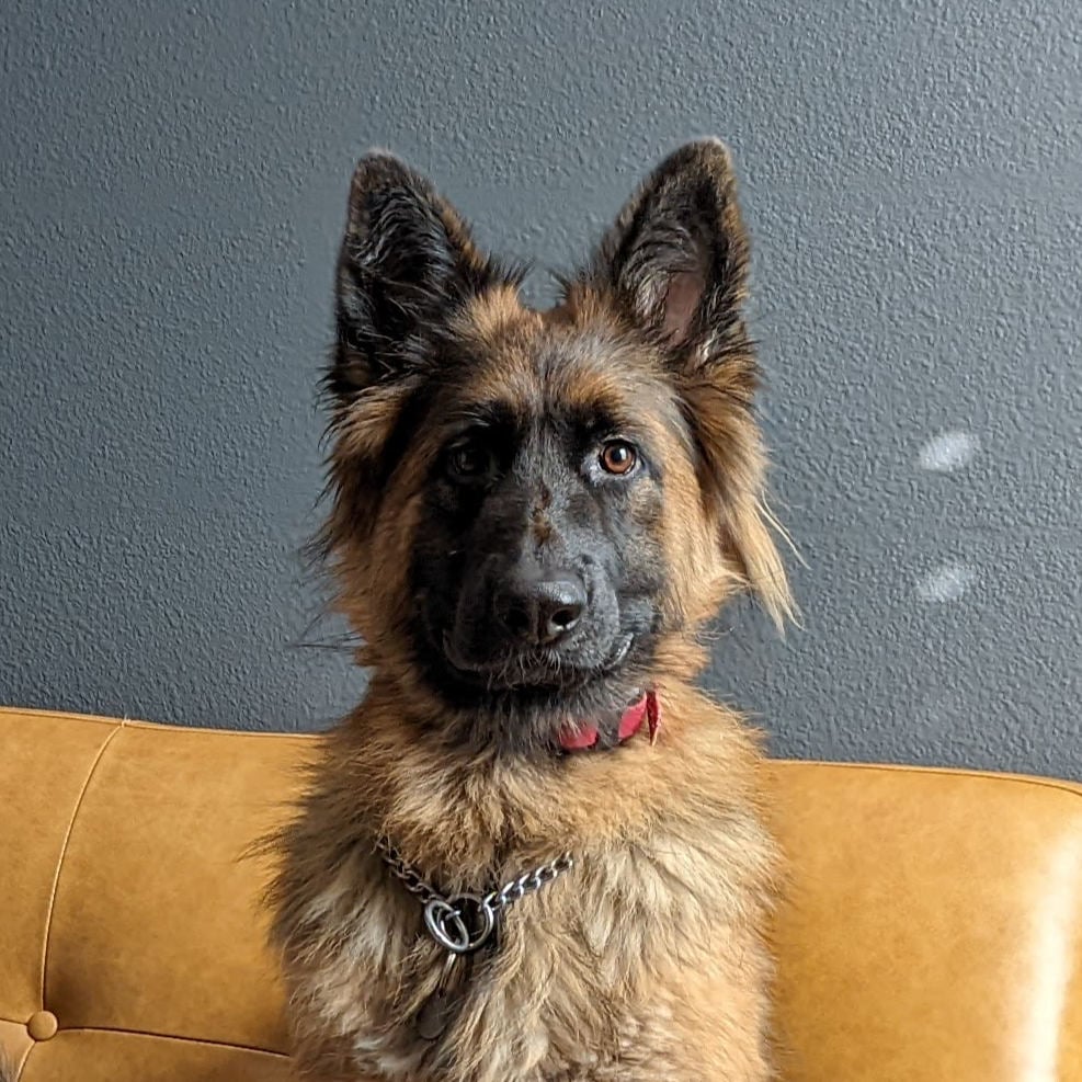 Renn The German Shepherd